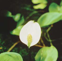 Vrsta Calla palustris L. (foto J. Topić) Card image cap